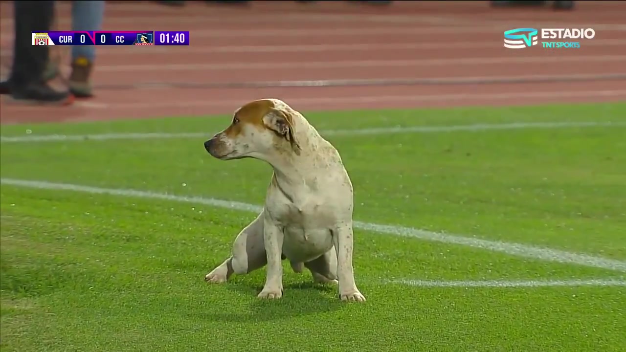 智利赛场狗狗闯入赛场后撒尿离开