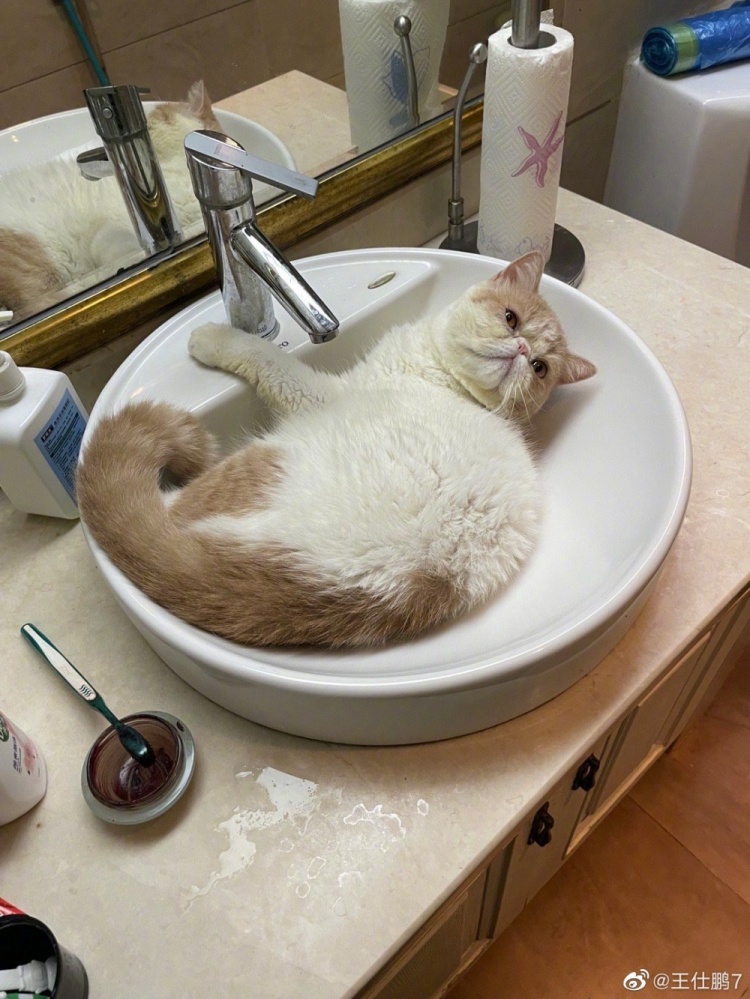王仕鹏晒爱猫照片：这天也太热了 饼俊都知道睡洗手盆里了